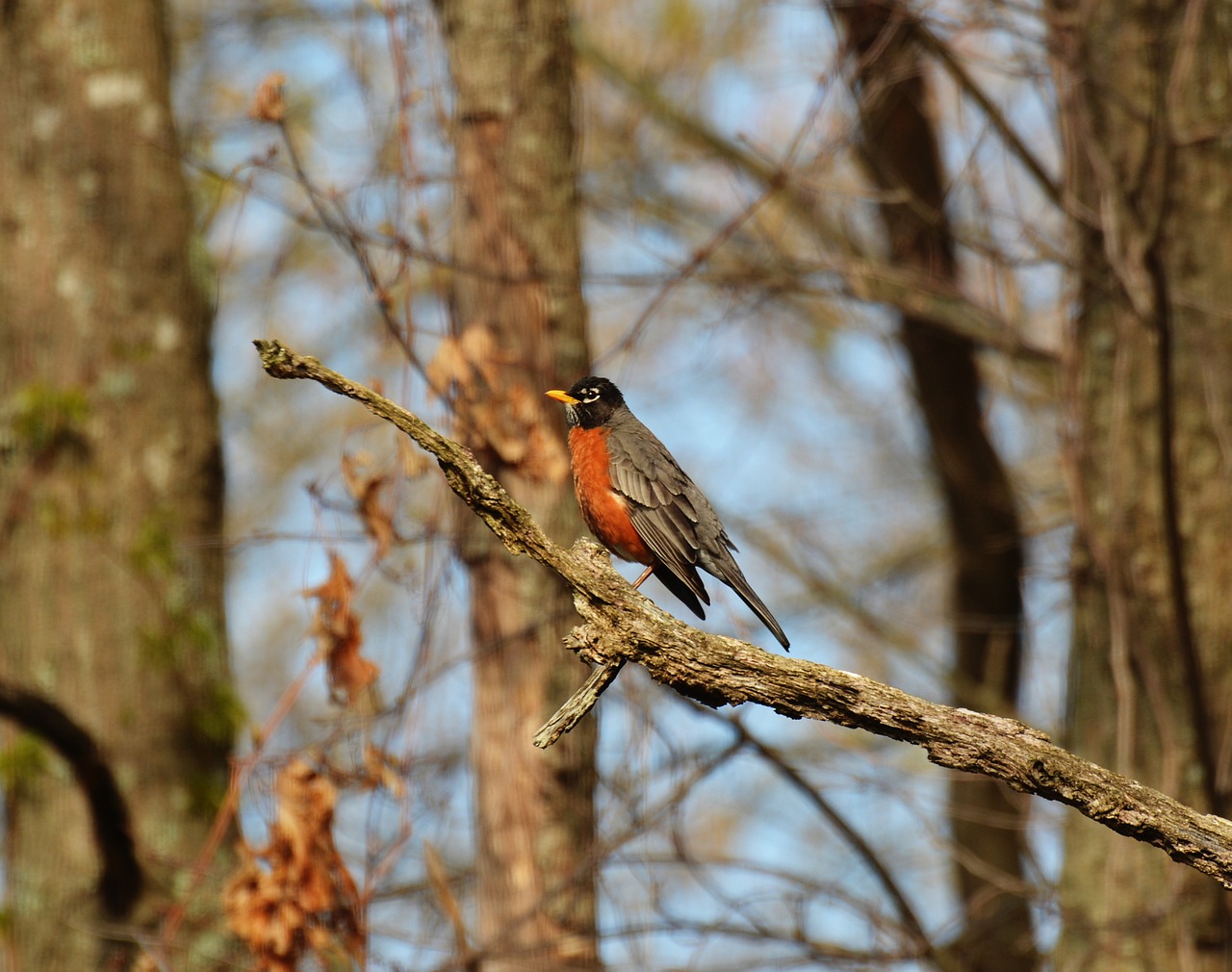 animal animal photography bird free photo