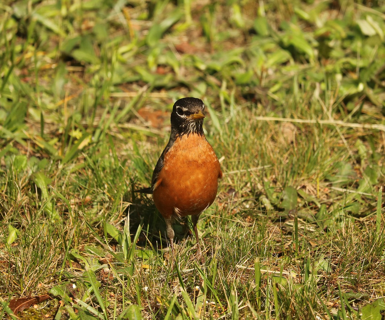 animal beak bird free photo