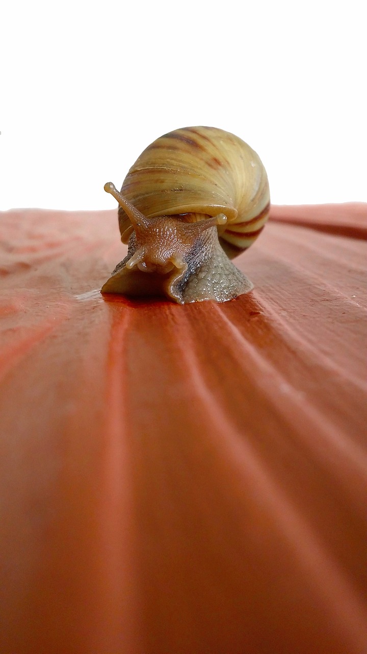 animal gastropod macro free photo