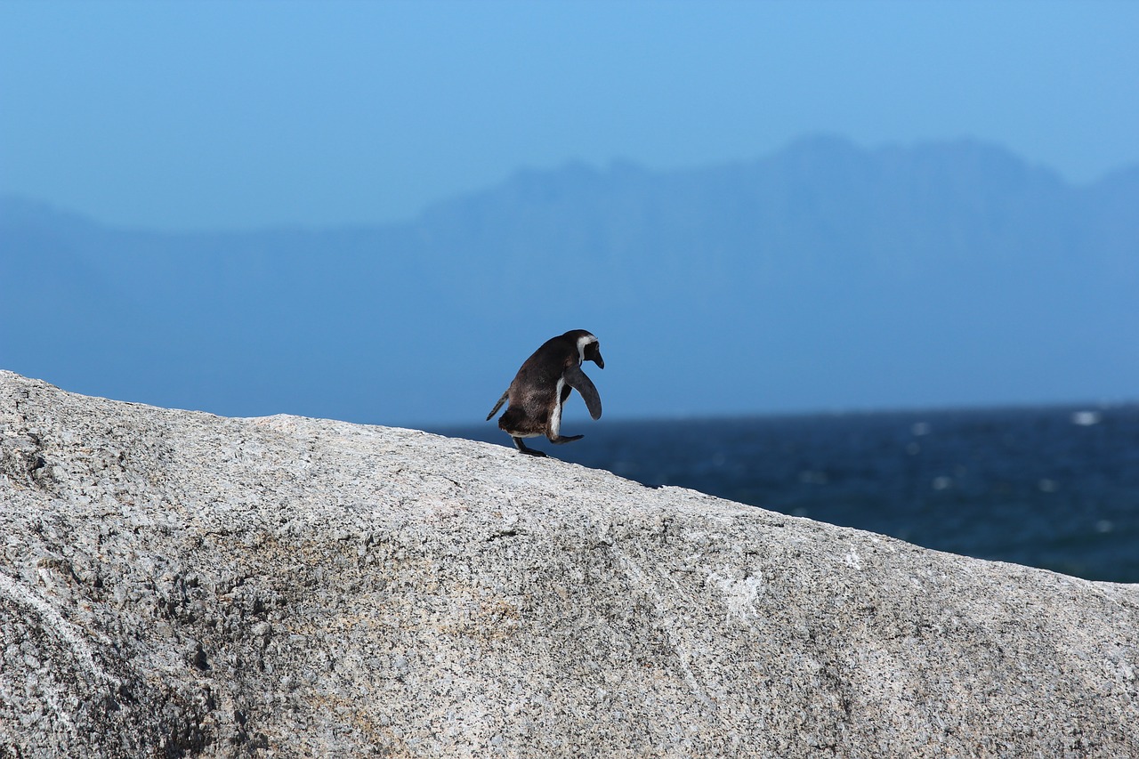 animal animal photography ocean free photo