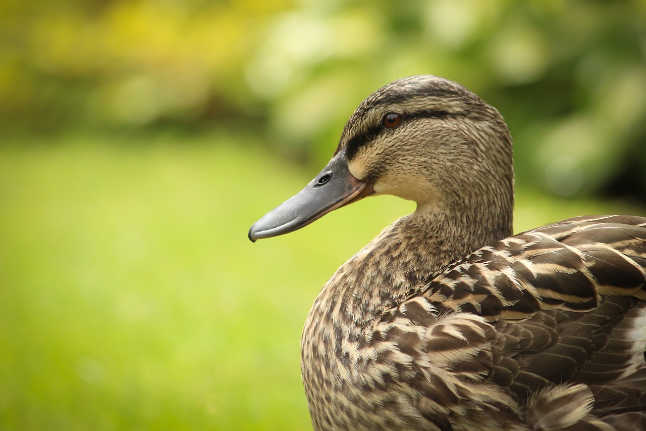 animal animal photography bird free photo