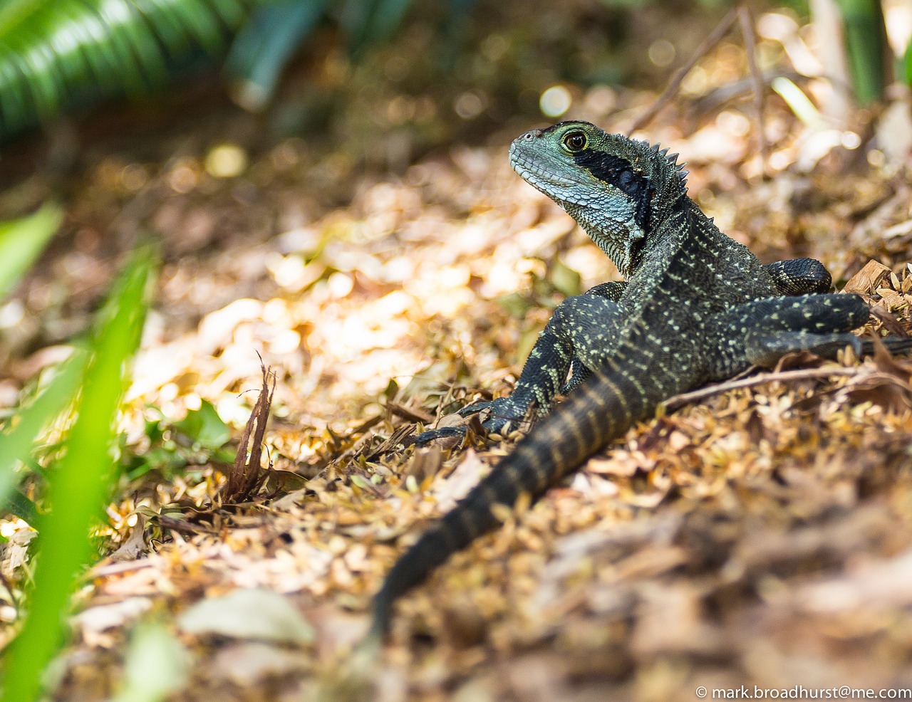 animal australian water dragon depth of field free photo