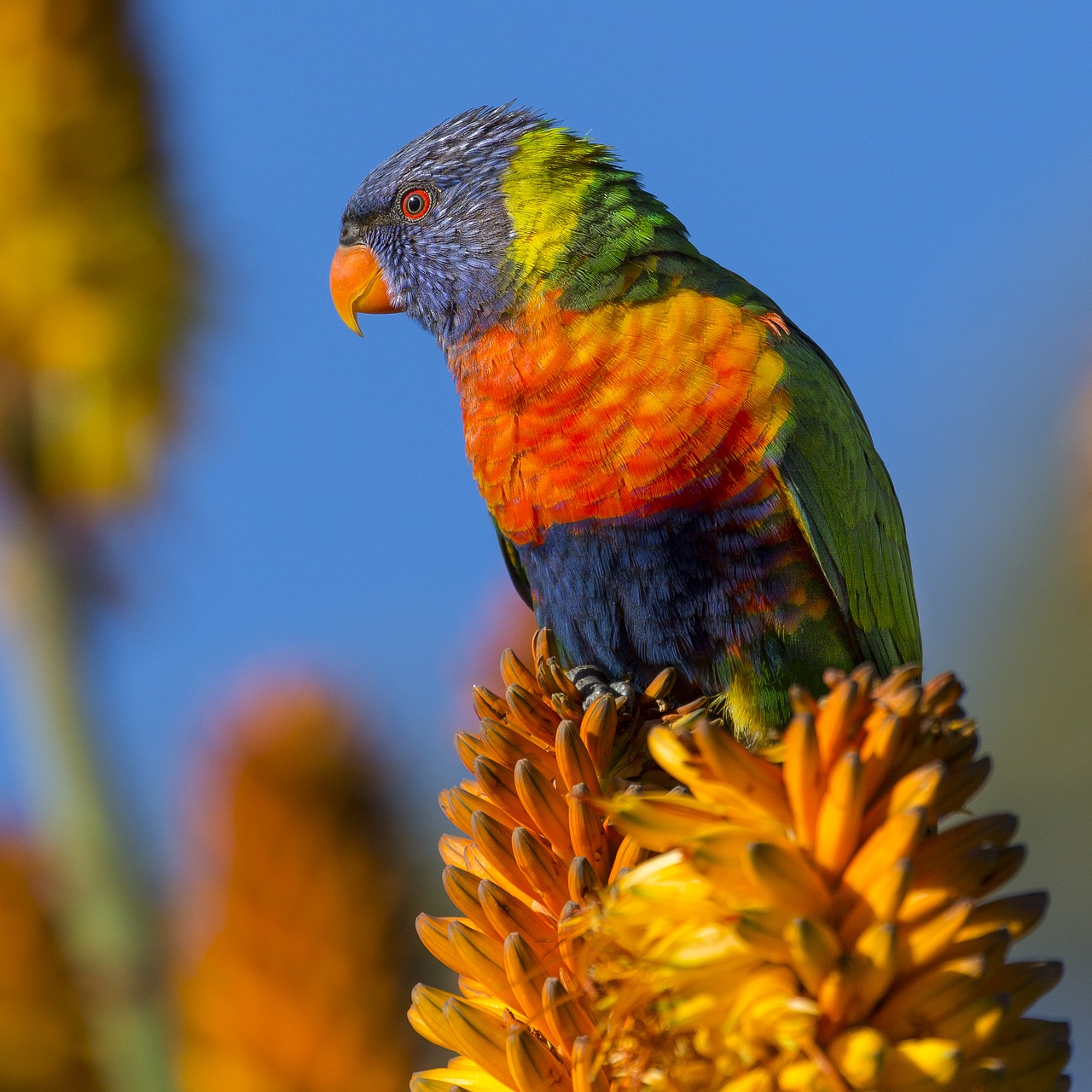 animal bird colorful free photo