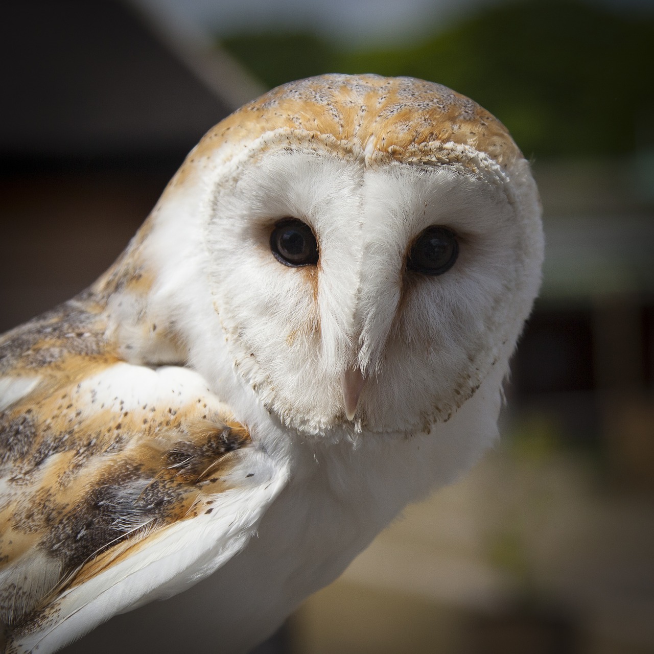 animal animal photography barn owl free photo