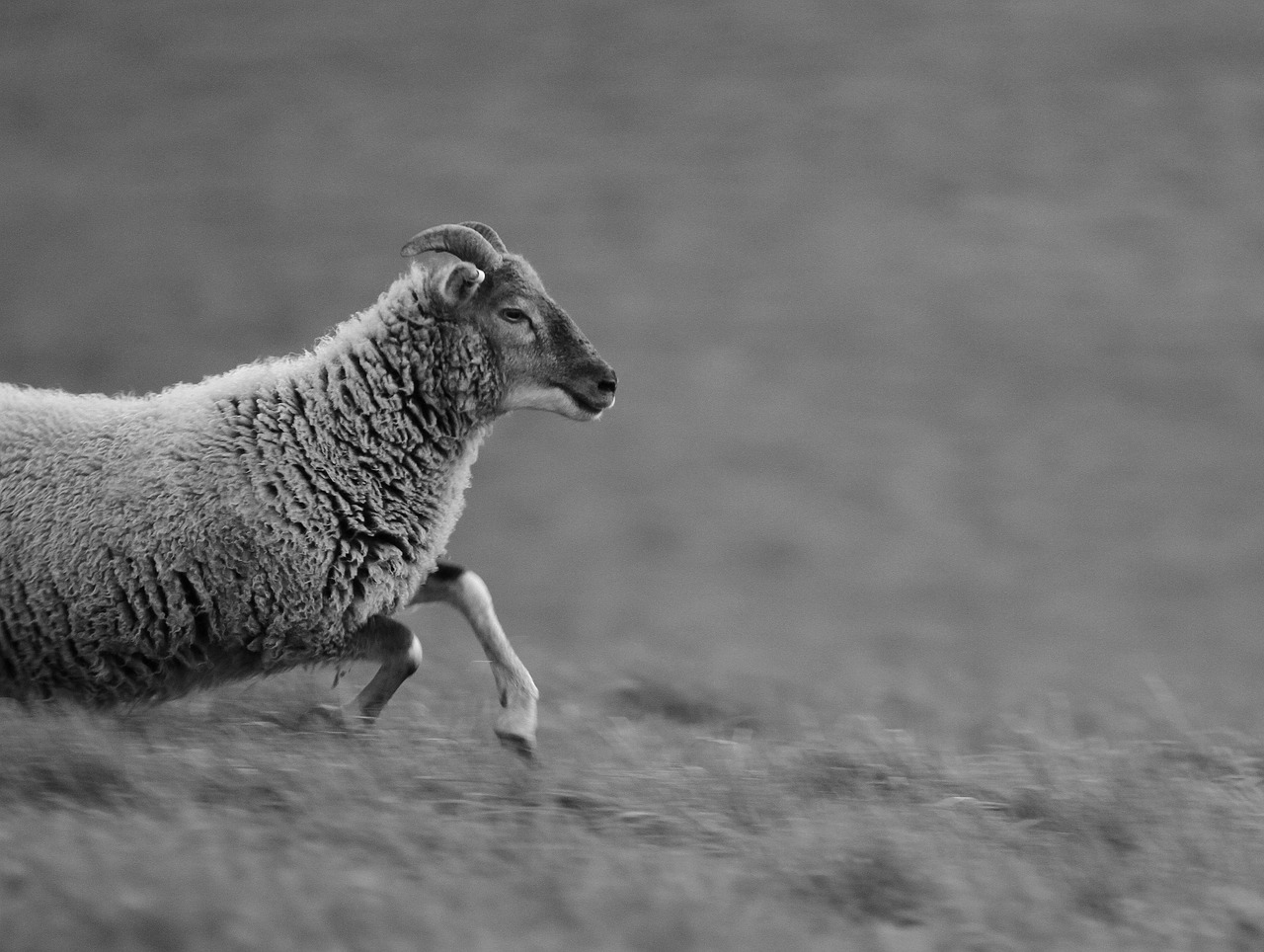 animal animal photography sheep free photo