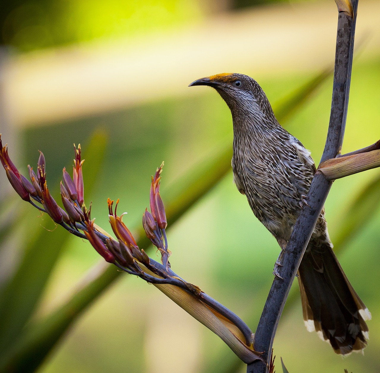 animal animal photography bird free photo