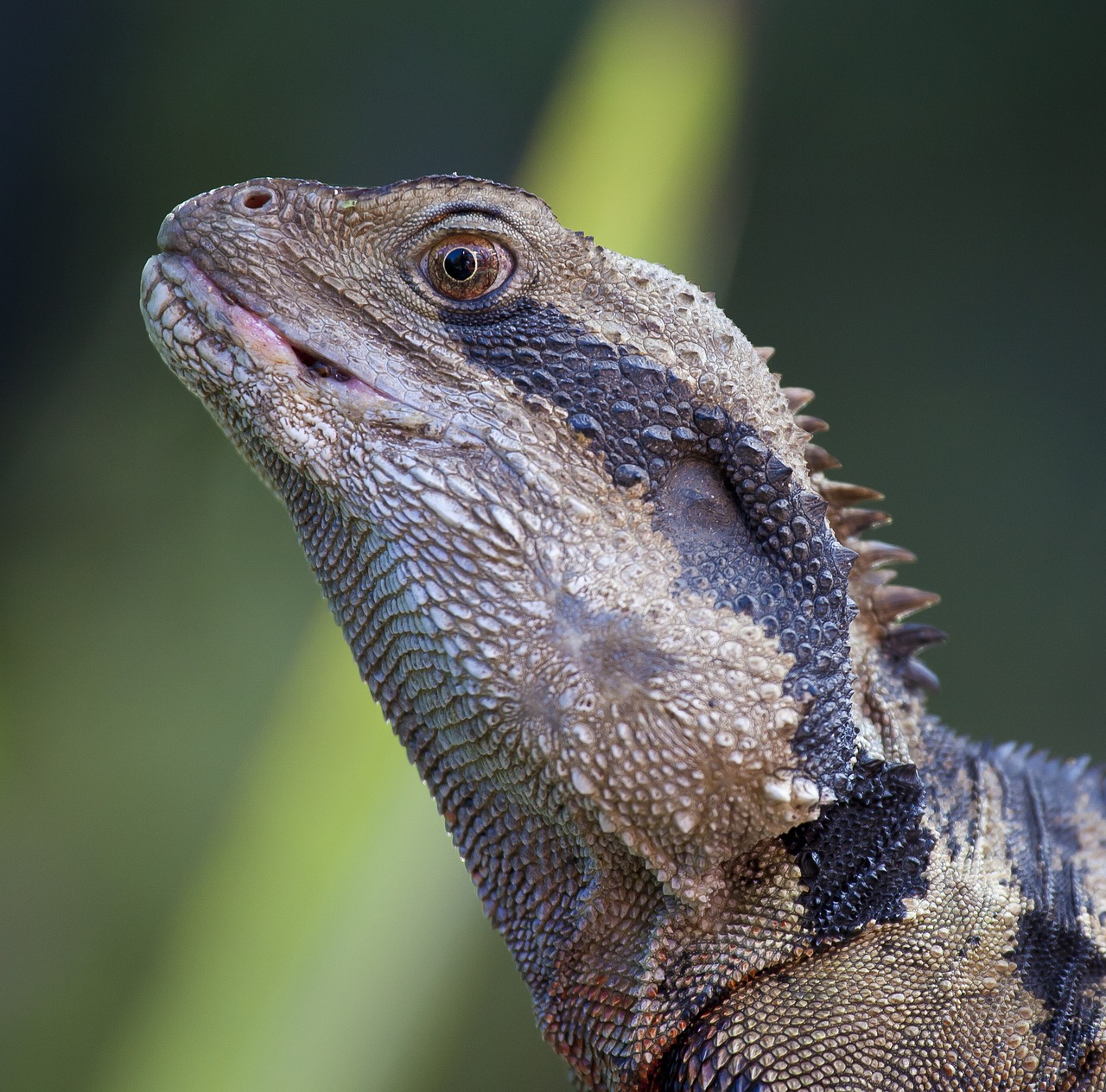 animal animal photography close-up free photo