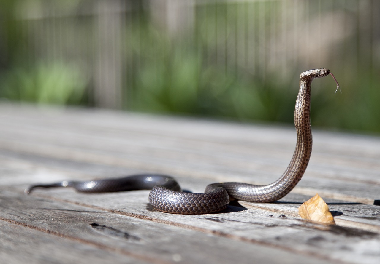 animal close-up cobra free photo