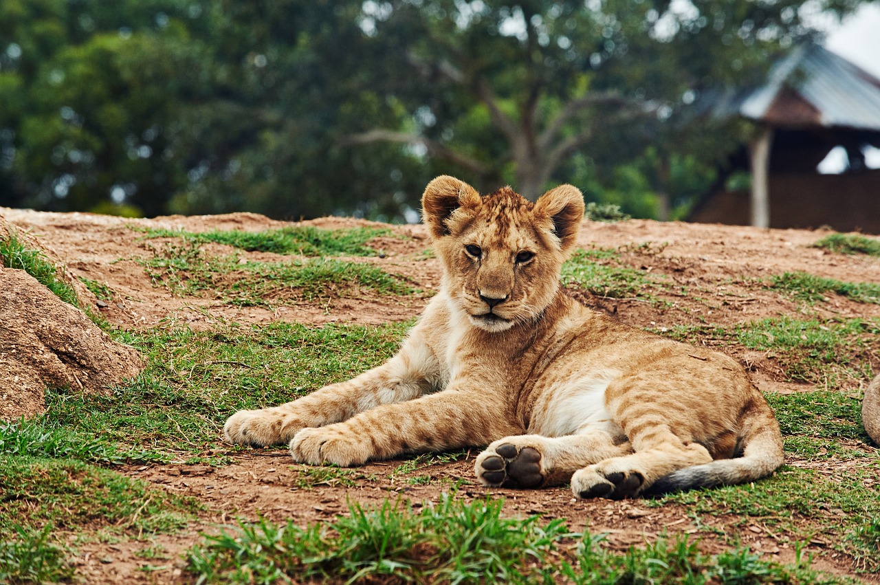 animal big cat cute free photo