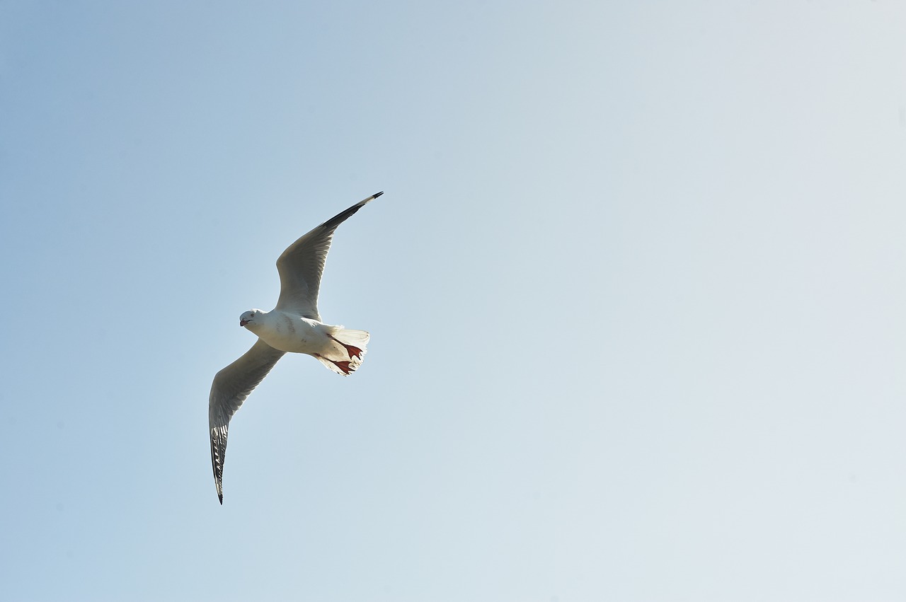 animal bird gull free photo
