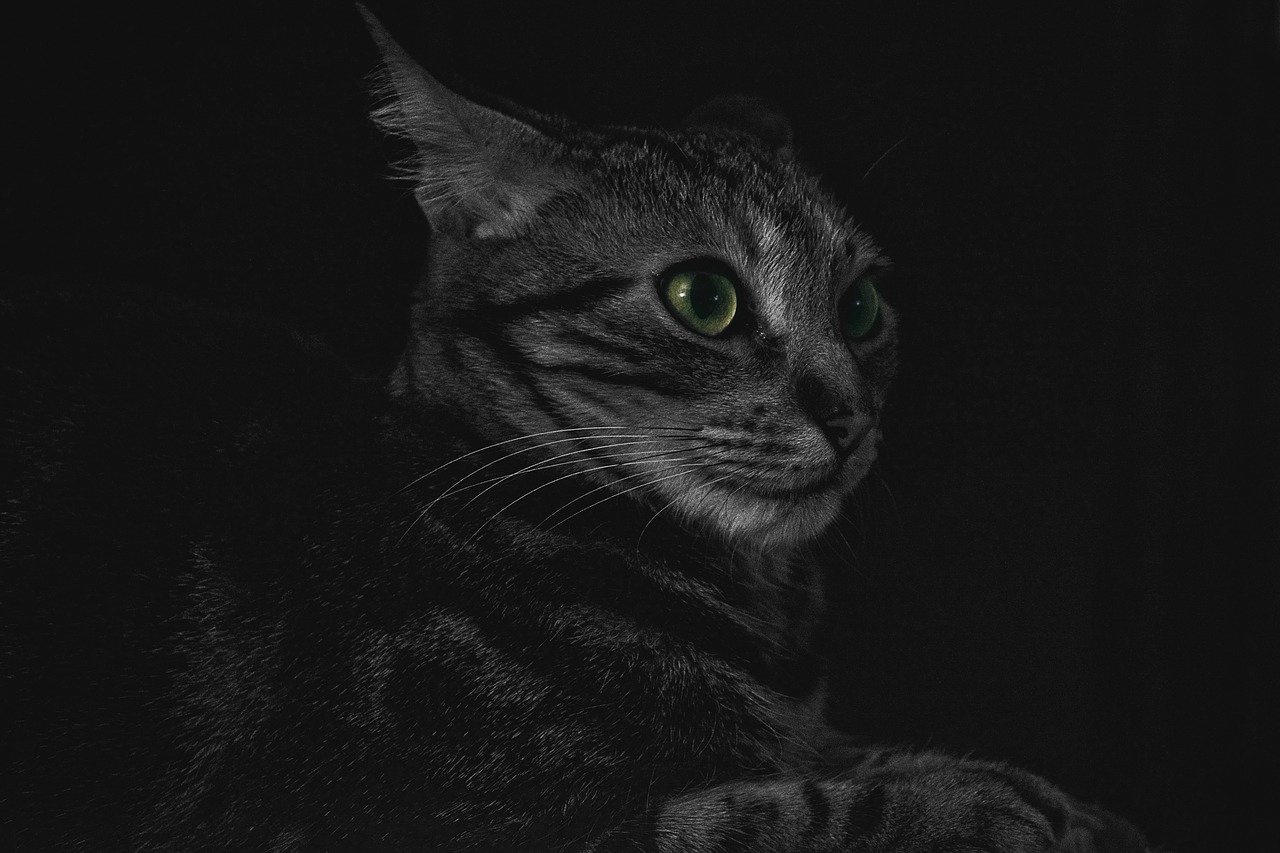 animal cat close-up free photo