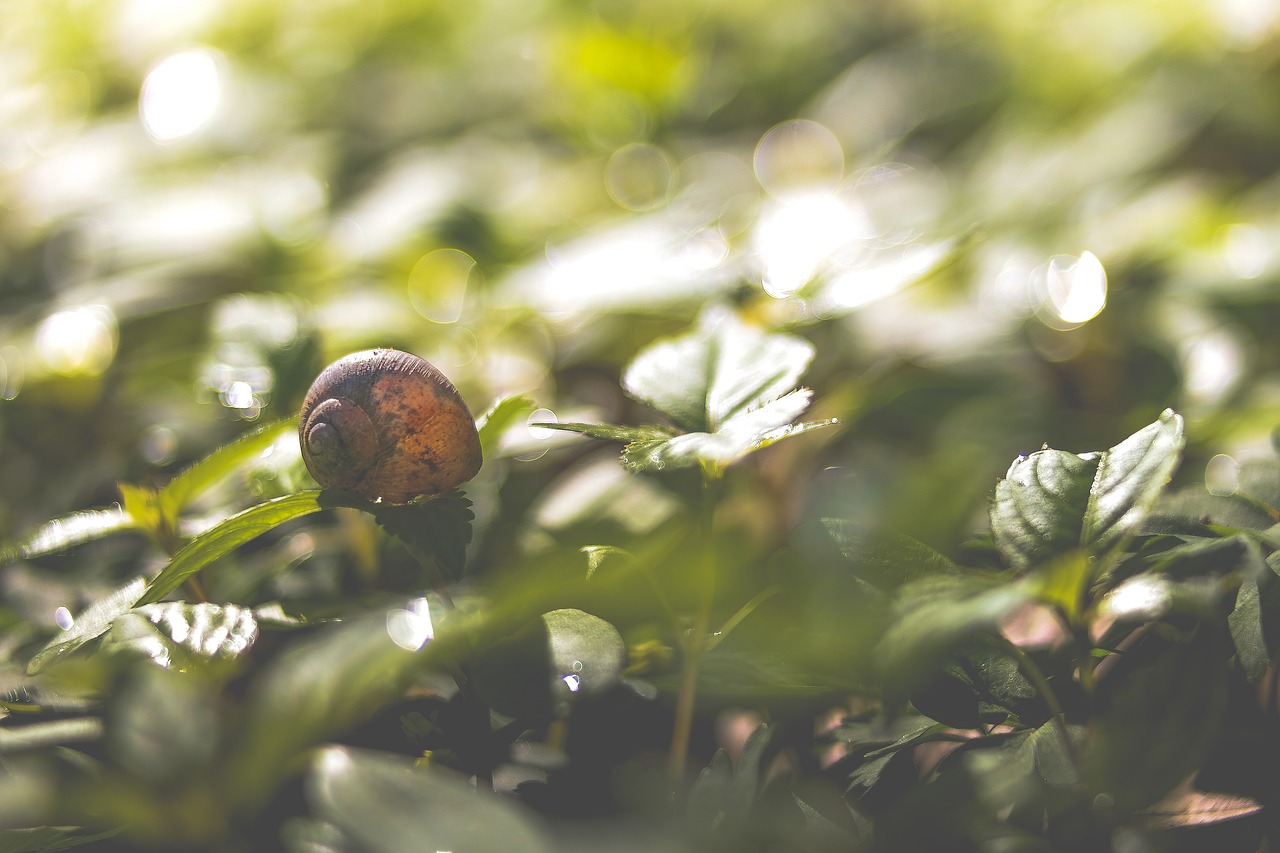 animal leaves mollusk free photo