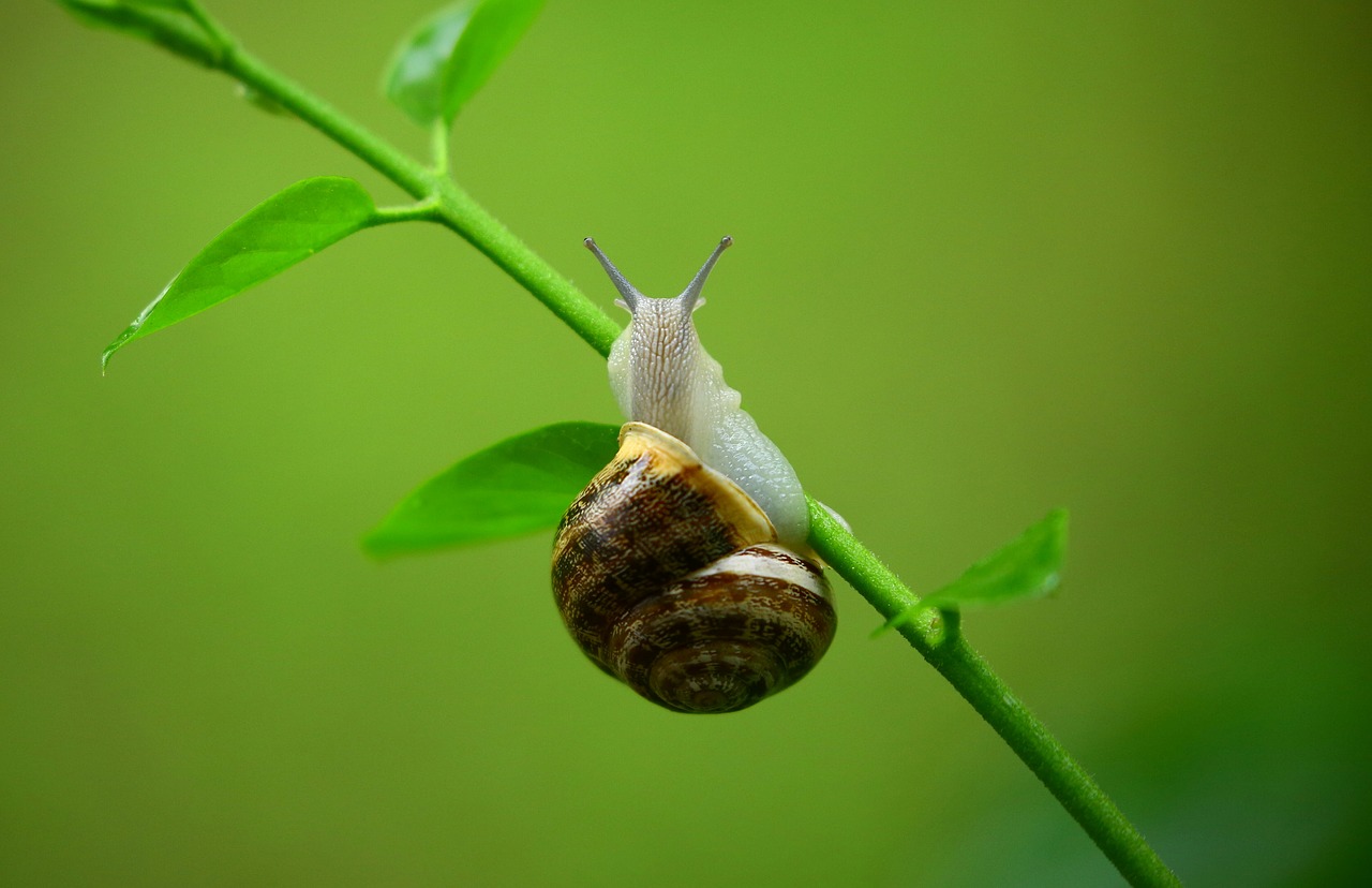 animal gastropod leaves free photo