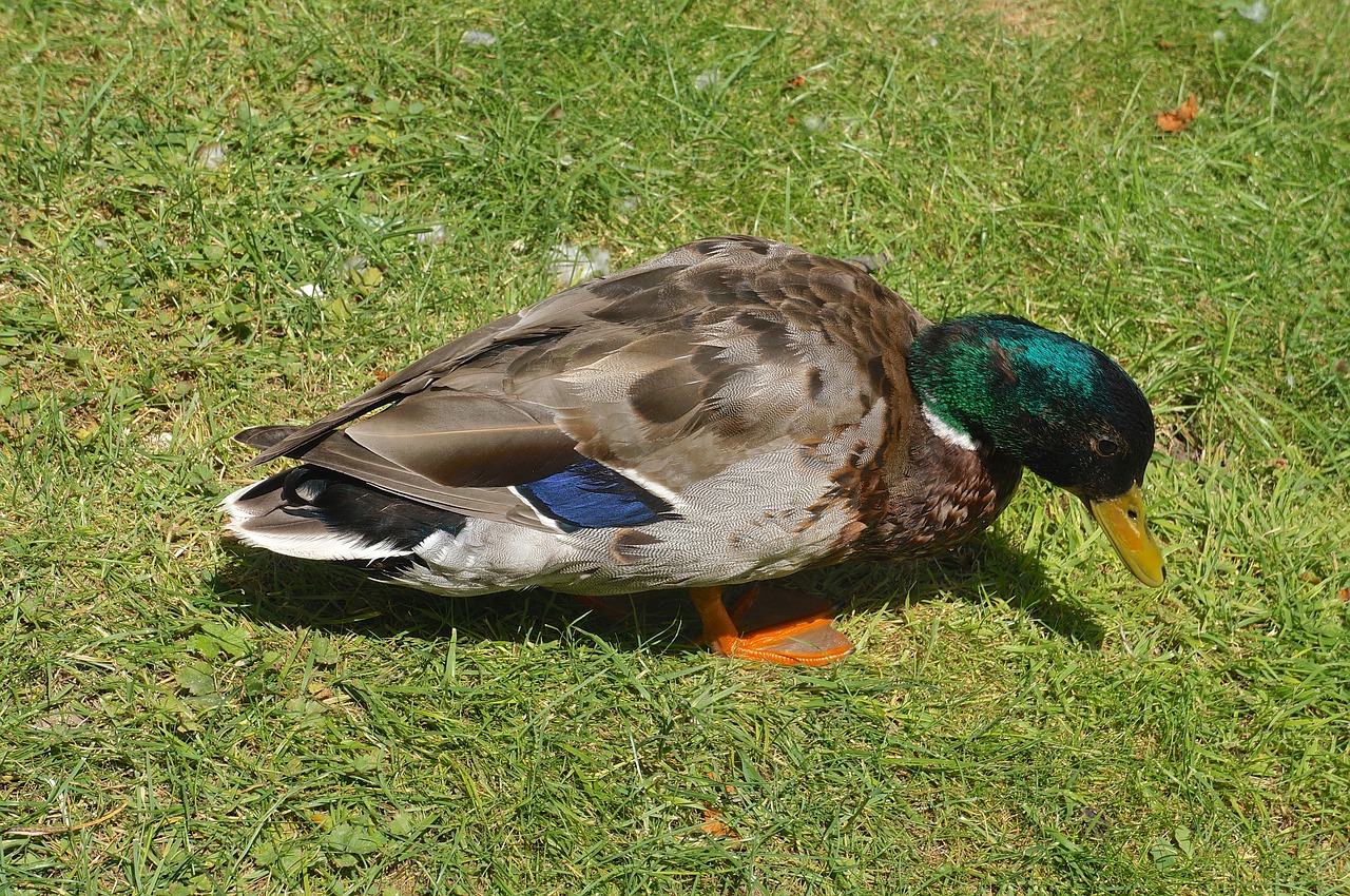 animal bird duck free photo