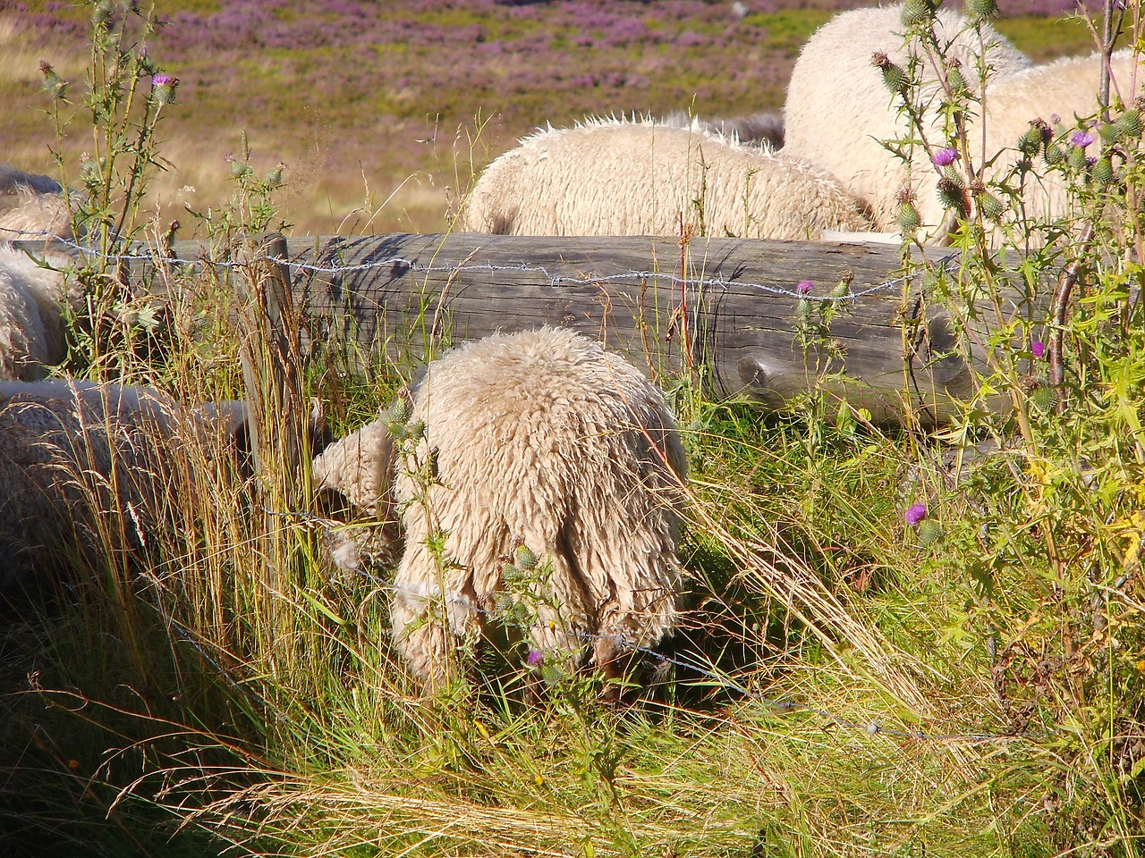 animal sheep willingen free photo