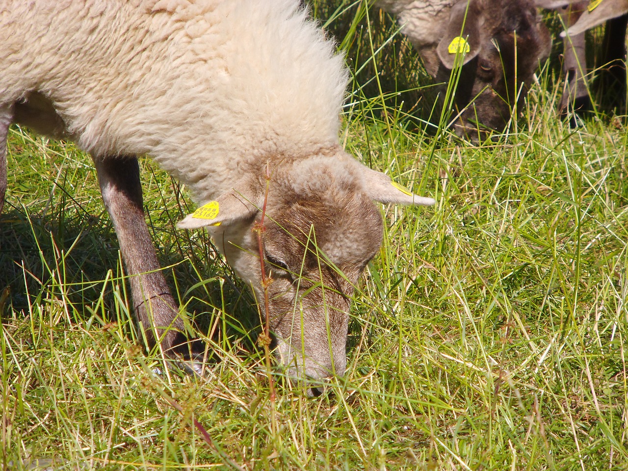 animal sheep willingen free photo