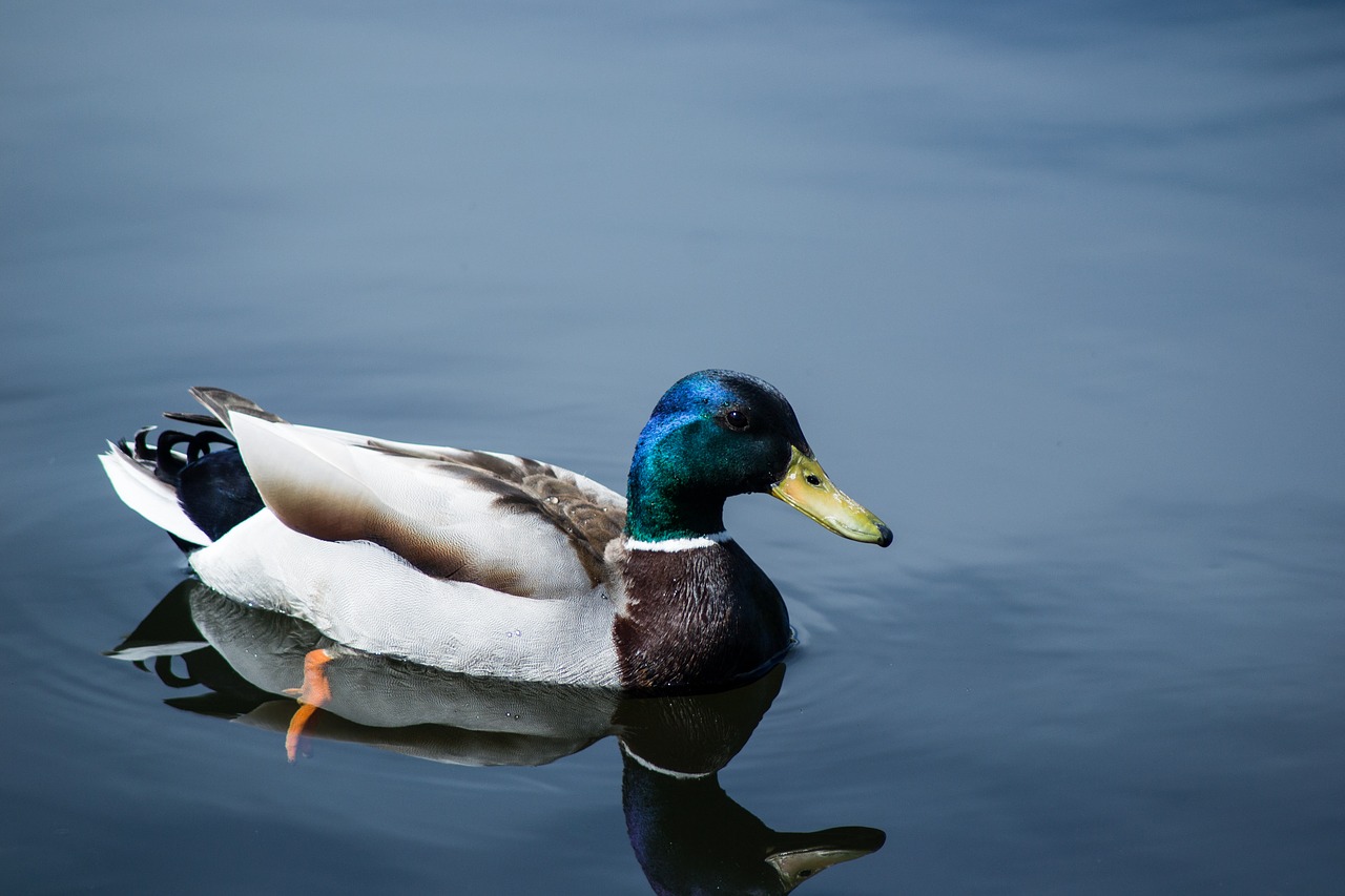 animal beak bird free photo