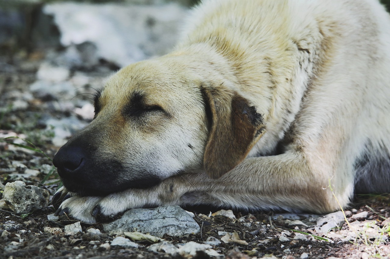 animal animal photography close-up free photo