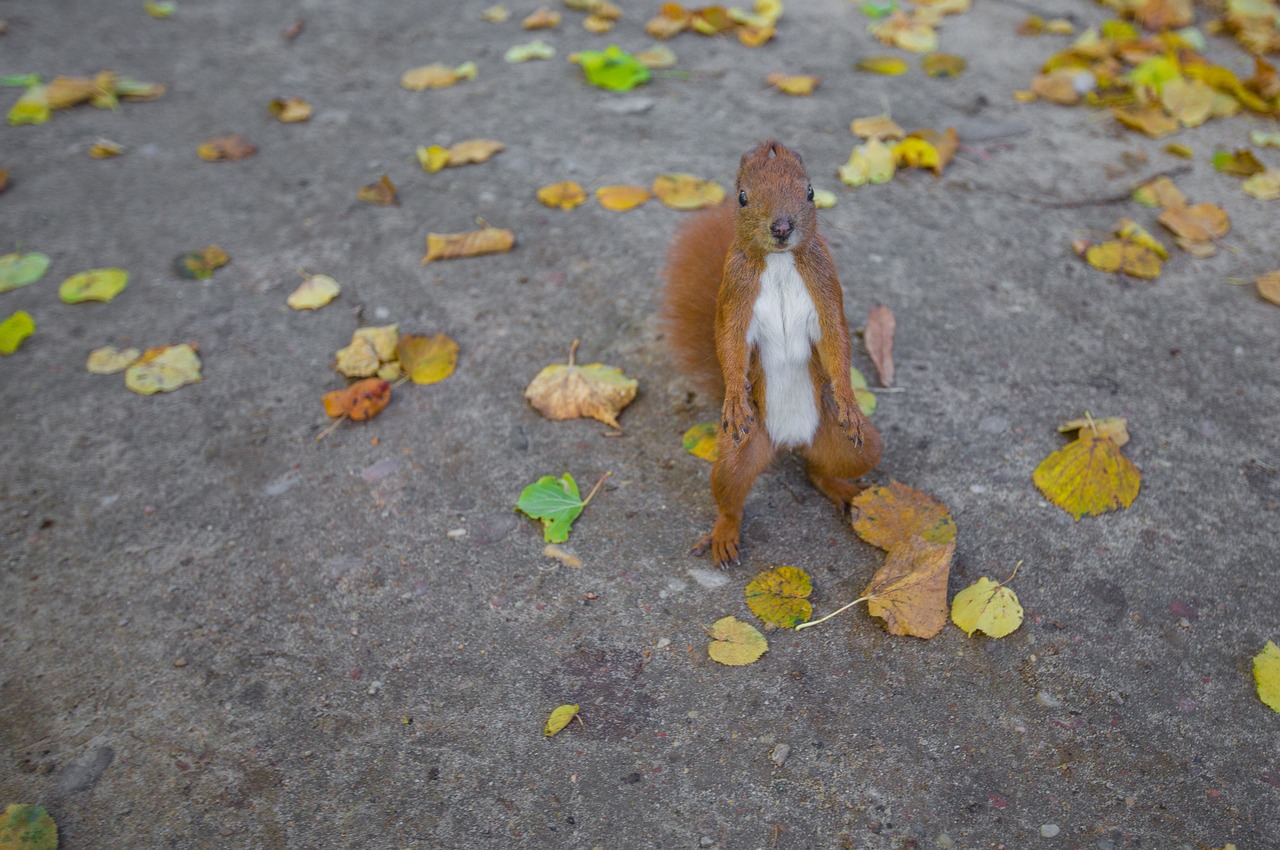 animal dry leaves squirrel free photo