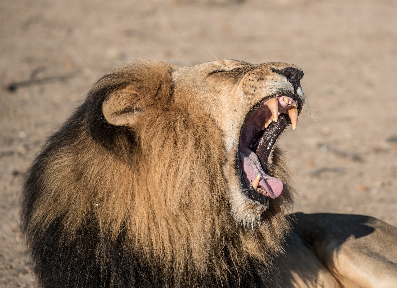 animal big cat close-up free photo