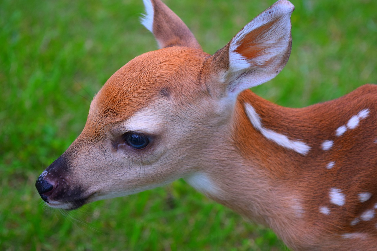 animal cute deer free photo