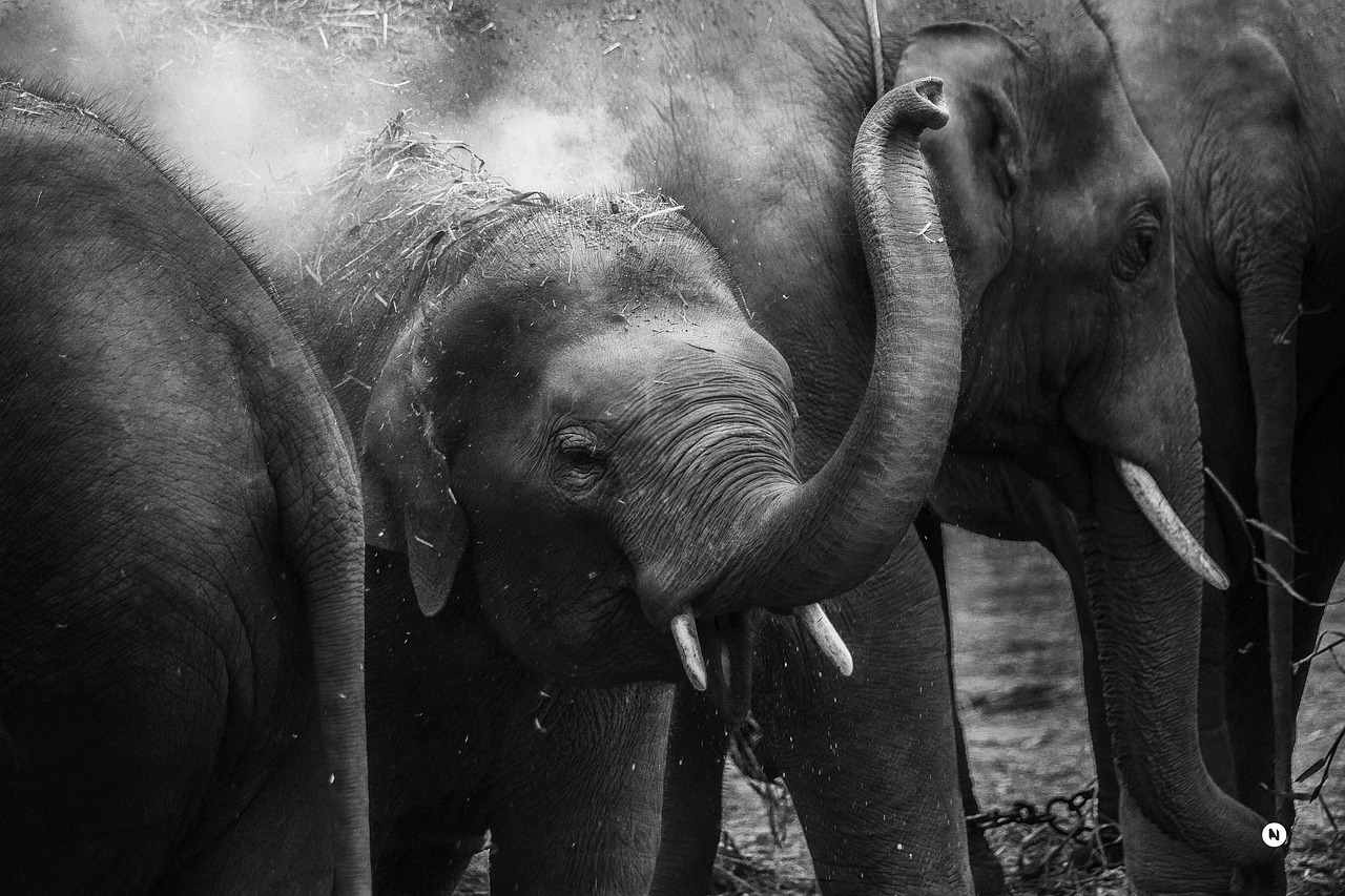 animal close-up elephant trunk free photo