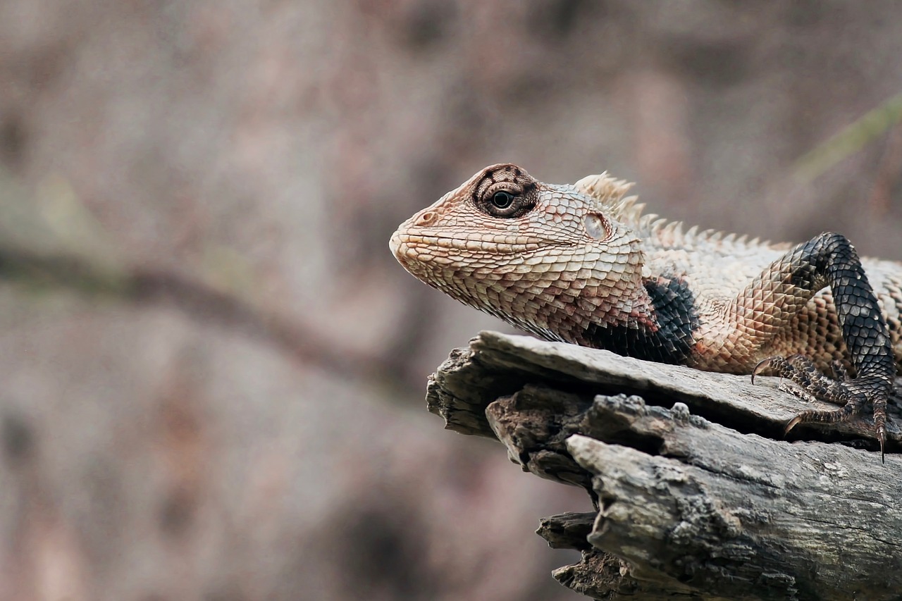 animal close-up lizard free photo