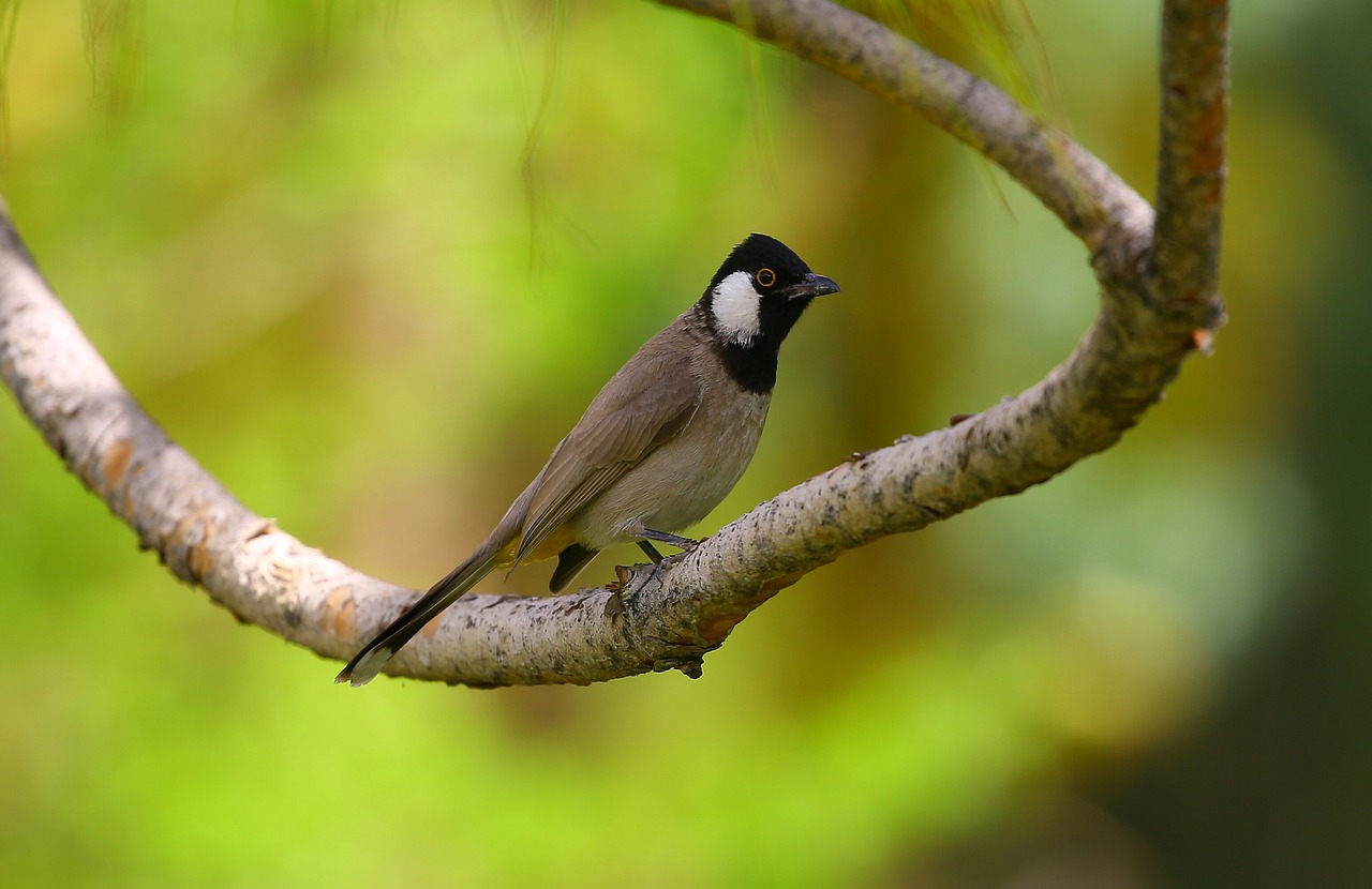 animal avian beak free photo