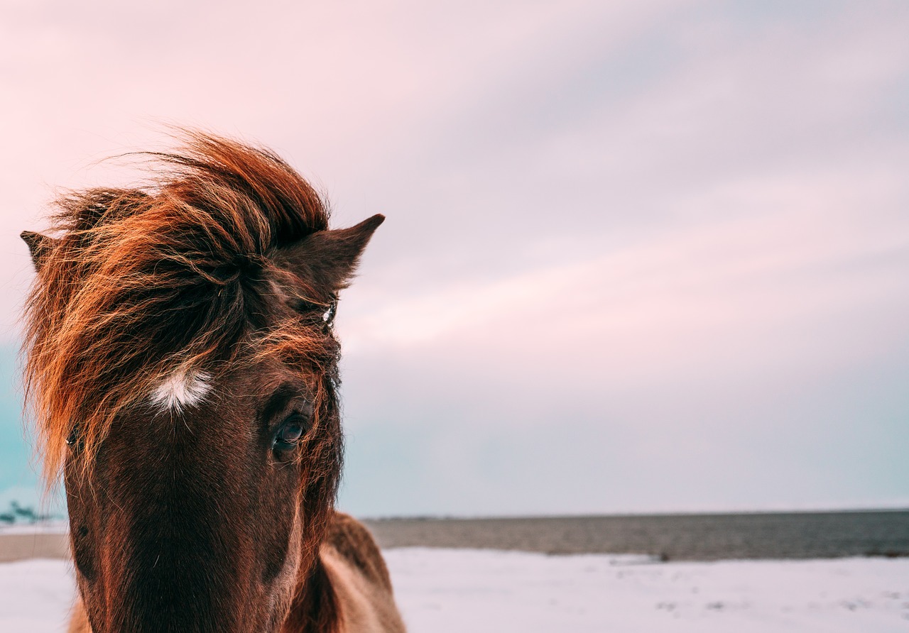 animal animal photography close-up free photo