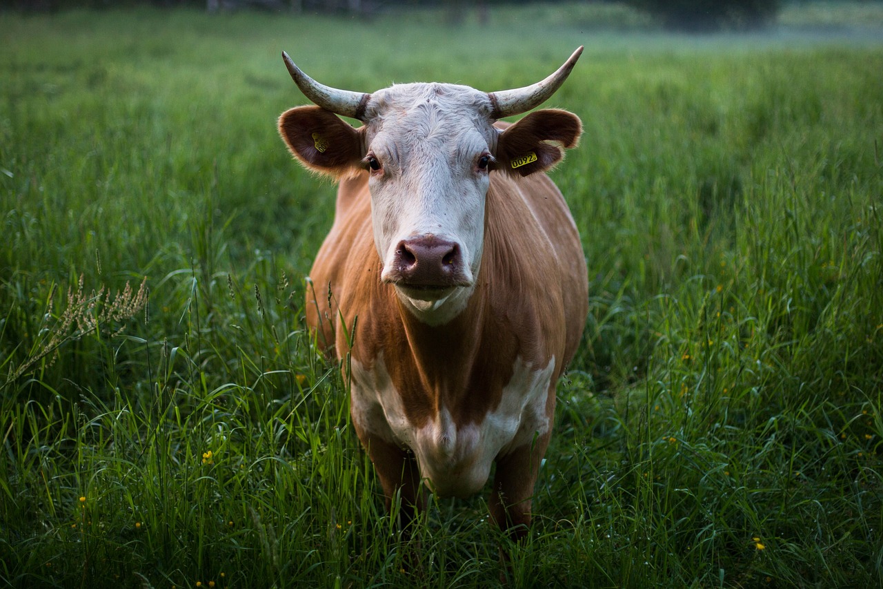 animal animal photography cattle free photo