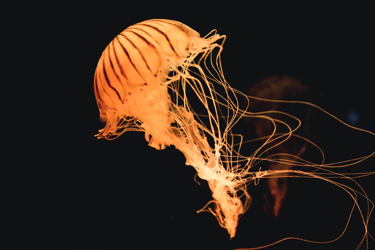 animal jellyfish ocean free photo