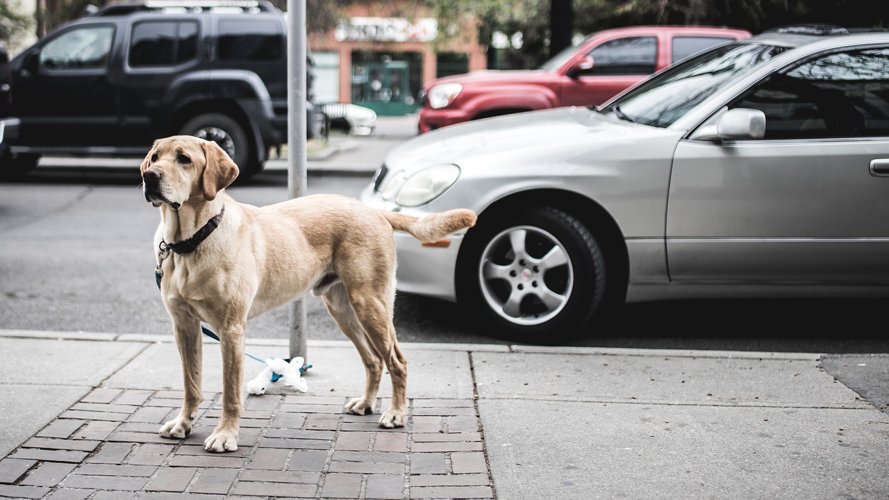 animal canine cars free photo