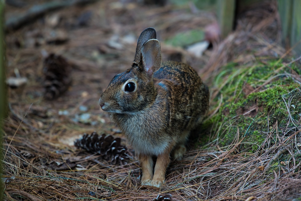 animal bunny close-up free photo