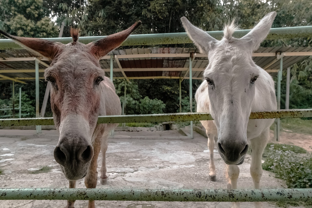 animal close-up donkeys free photo