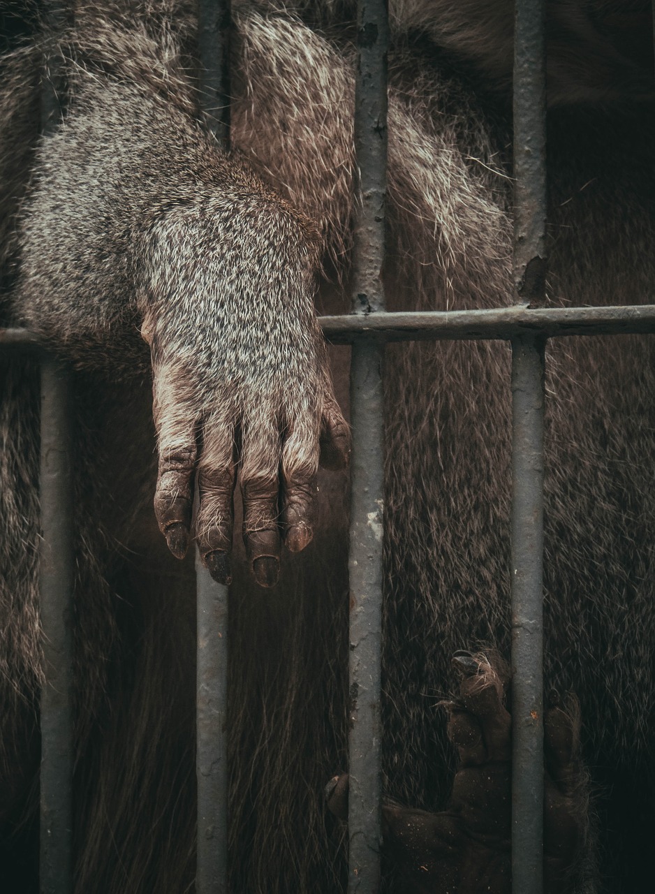 animal ape cage free photo