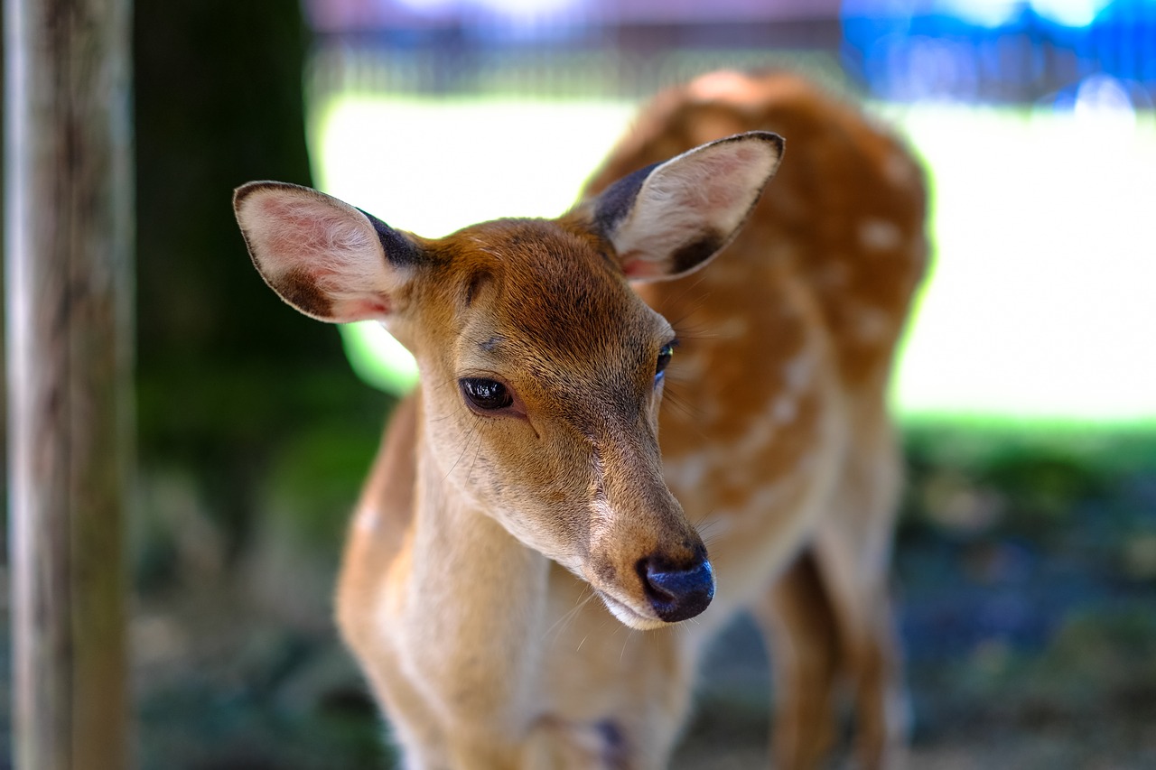 animal animal photography close-up free photo