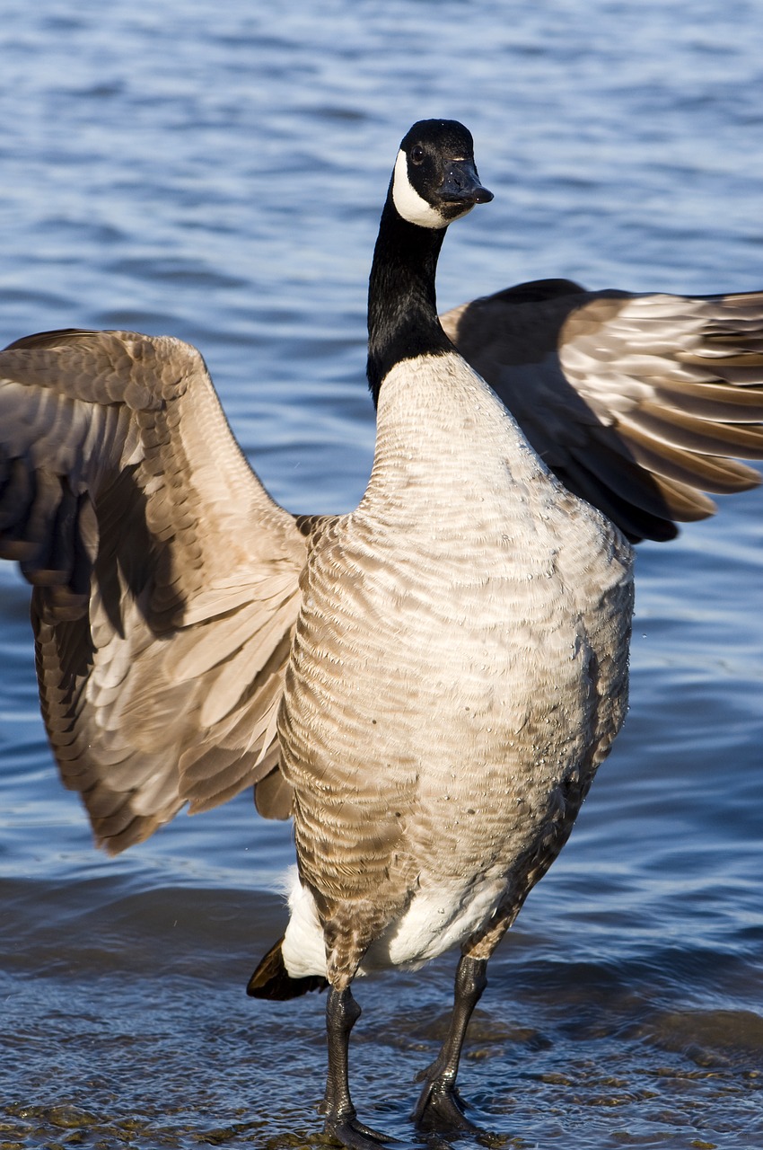 animal bird goose free photo