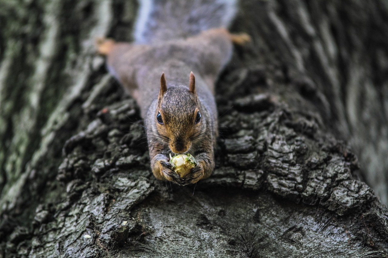 animal animal photography nature free photo