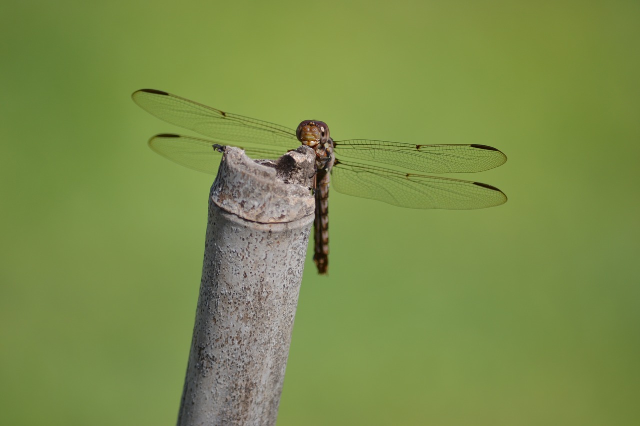 animal dragonfly insect free photo