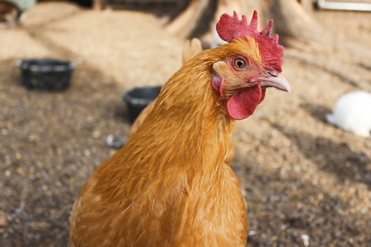 animal animal photography chicken free photo