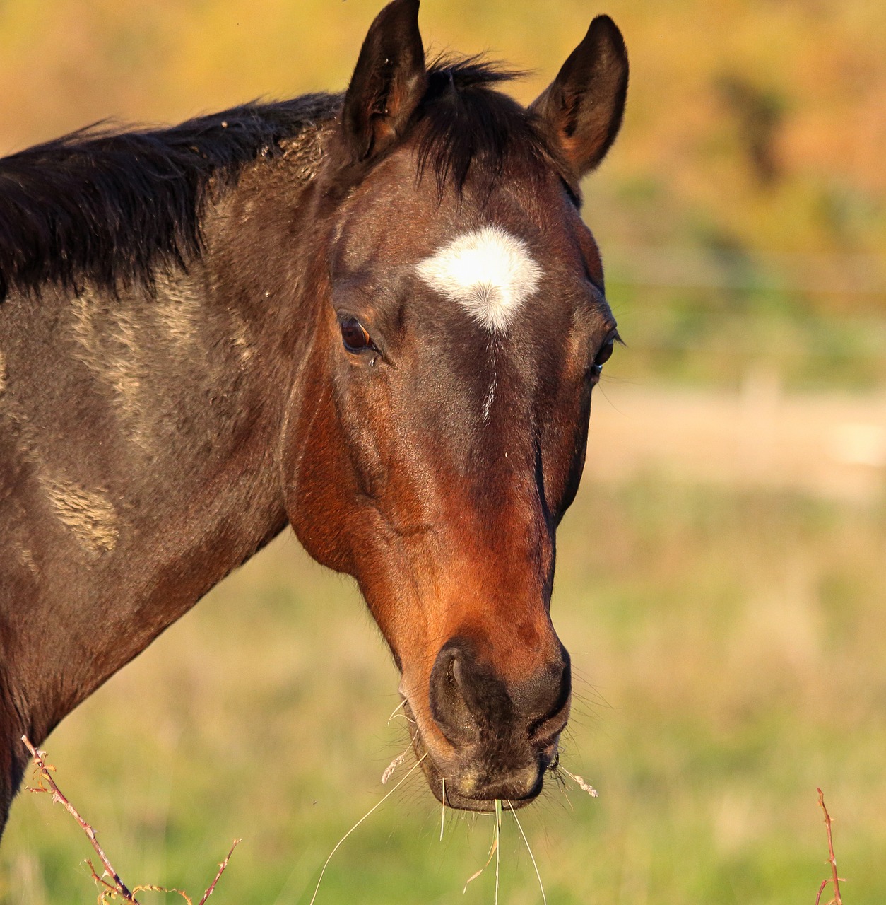 animal field horses free photo