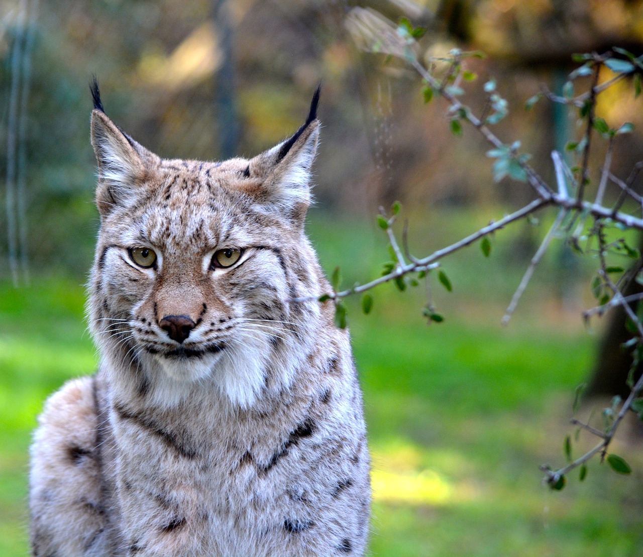 lynx animal zoo free photo