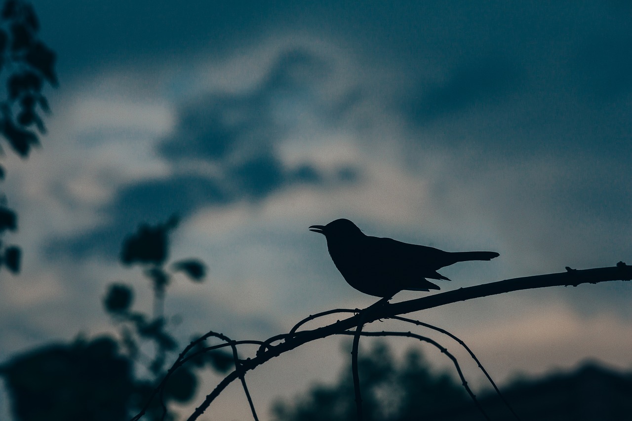 animal bird dark free photo