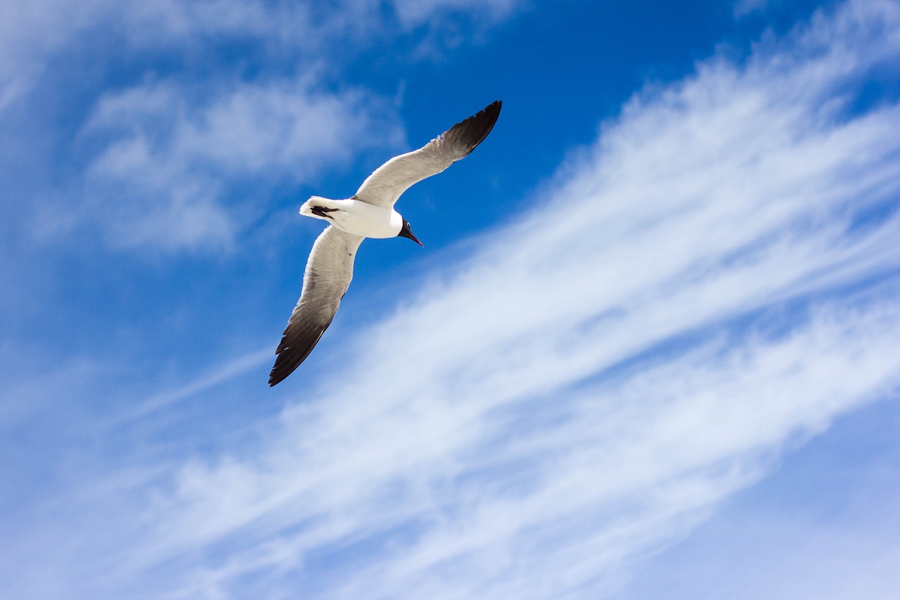 animal bird blue free photo