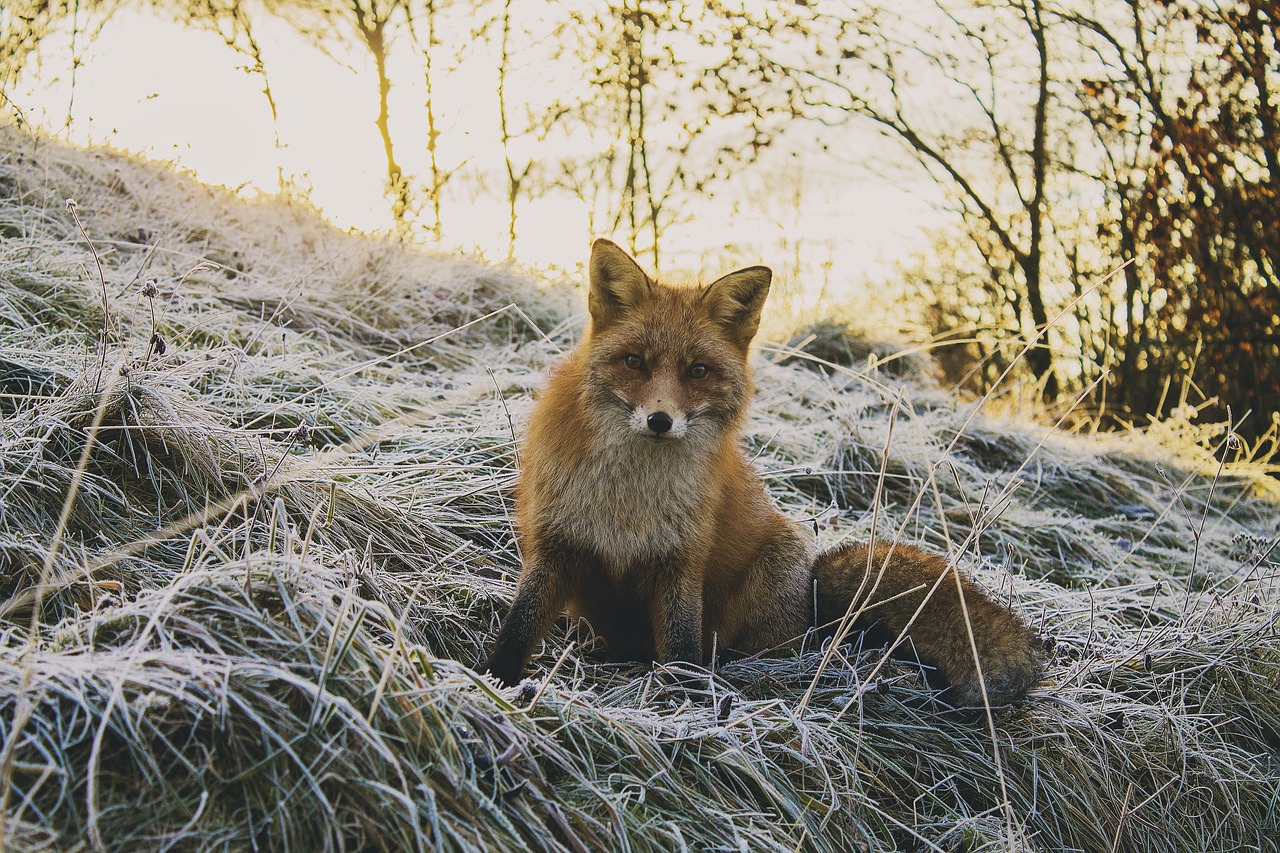 animal forest fox free photo