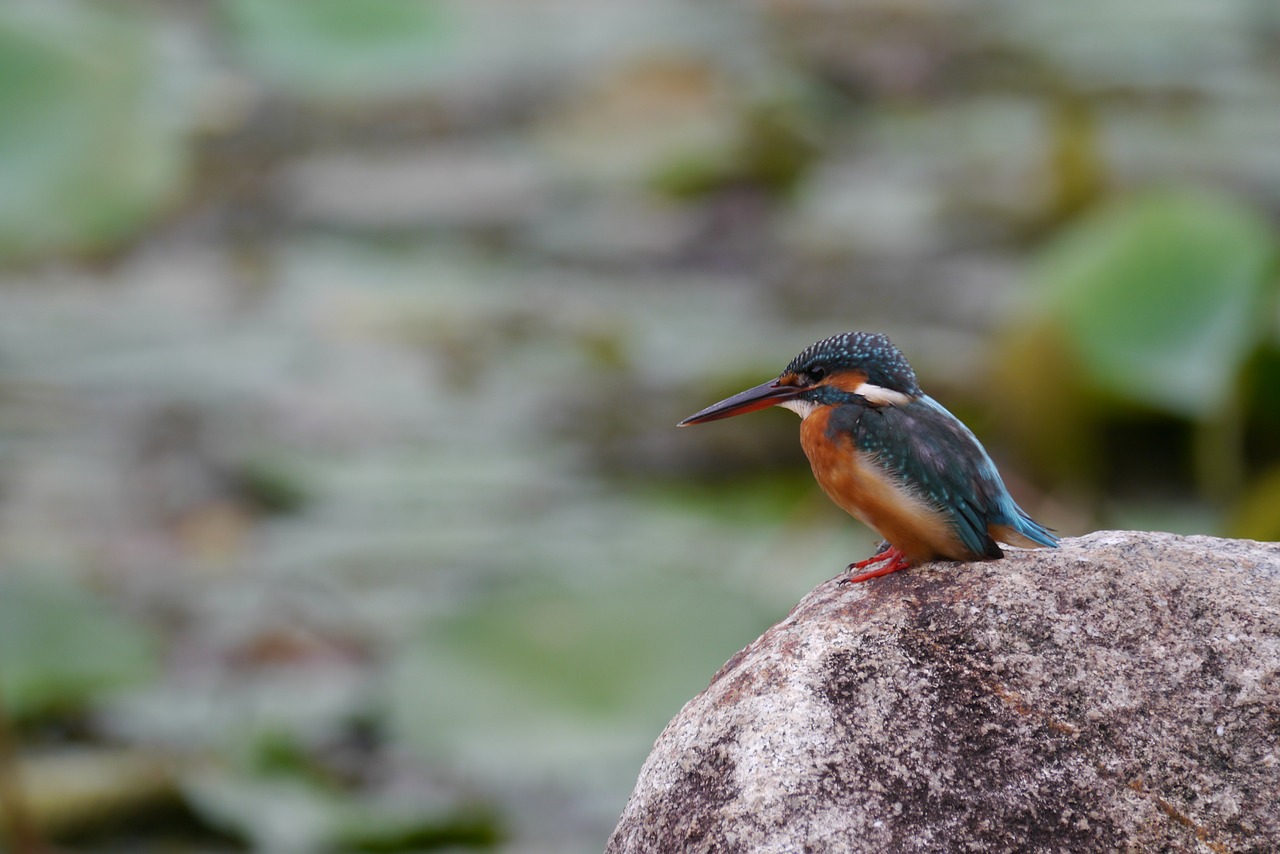 animal animal photography bird free photo