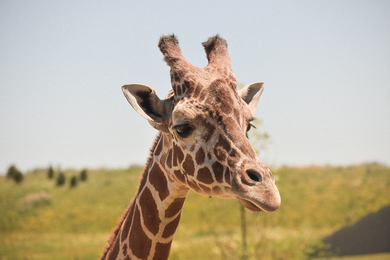 animal animal photography close-up free photo