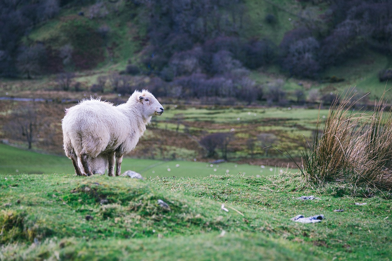 animal countryside farm free photo