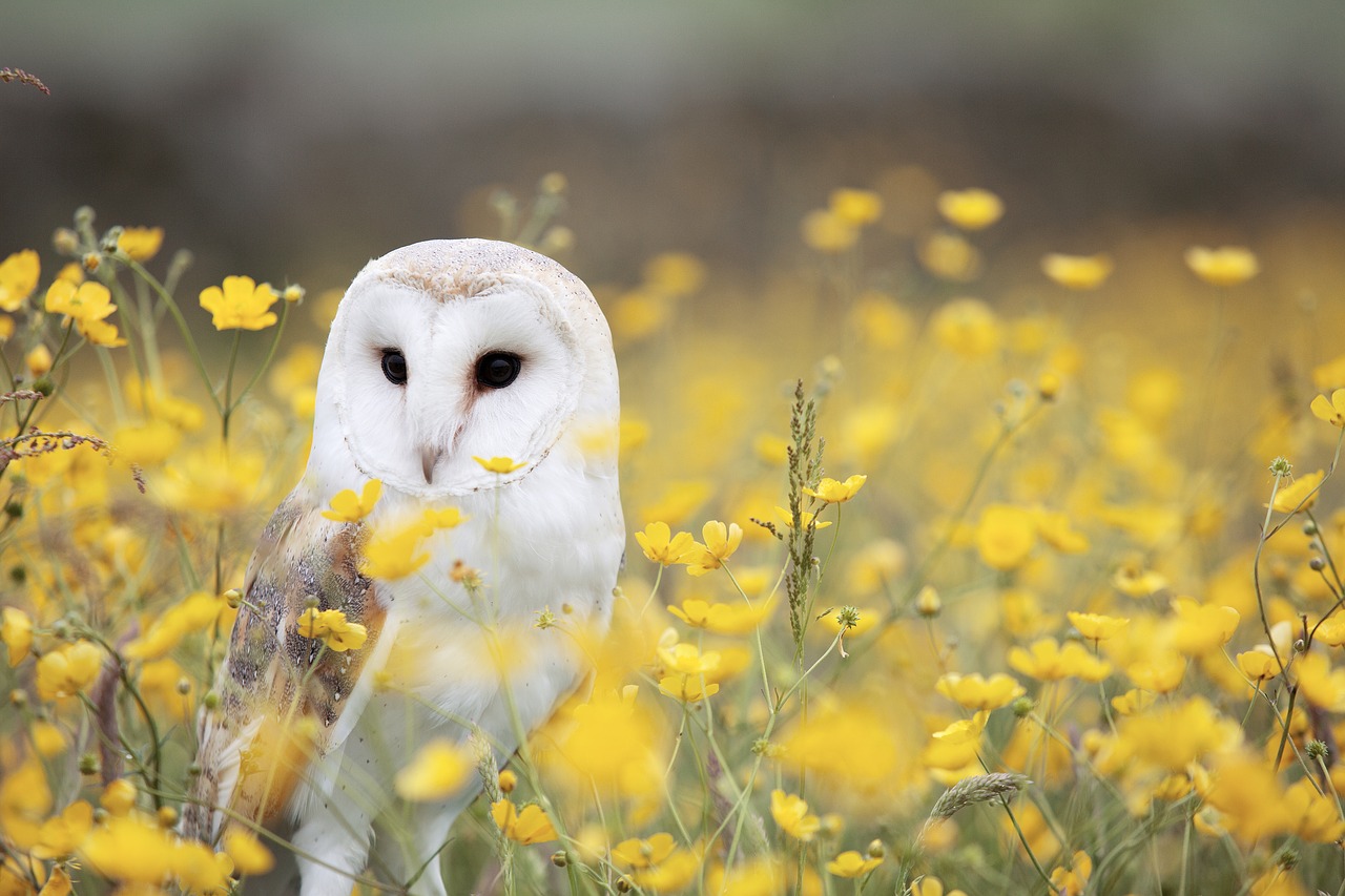 animal bird field free photo