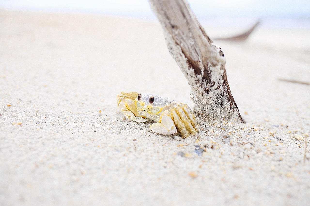 animal crab sand free photo